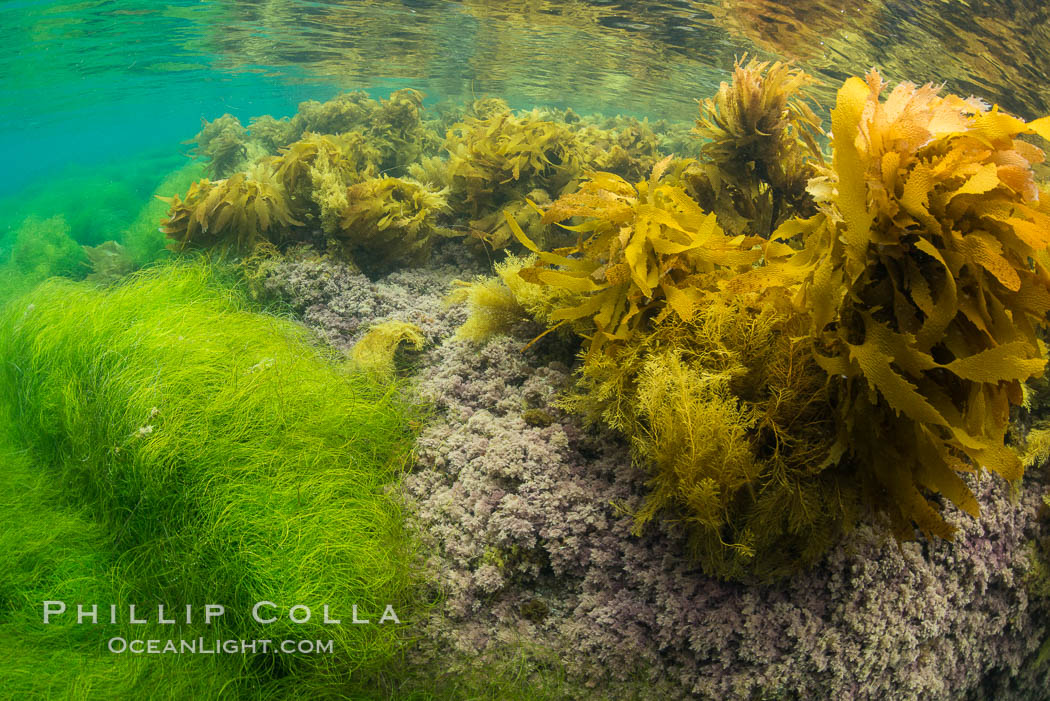 Stephanocystis dioica (lighter yellow), southern sea palm (darker yellow) and surfgrass (green), shallow water, San Clemente Island. California, USA, Eisenia arborea, Phyllospadix, Stephanocystis dioica, natural history stock photograph, photo id 30949