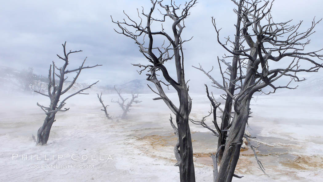 Dead trees embedded in calcium carbonate deposits in the travertine terraces of Mammoth Hot Springs, near Minerva terrace . Over two tons of calcium carbonate (in solution) is deposited each day on the terraces, gradually killing any vegetation that had managed to be growing, Yellowstone National Park, Wyoming