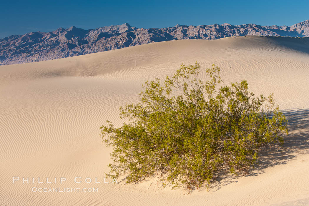 Sand Dunes, California.  Near Stovepipe Wells lies a region of sand dunes, some of them hundreds of feet tall. Death Valley National Park, USA, natural history stock photograph, photo id 15576