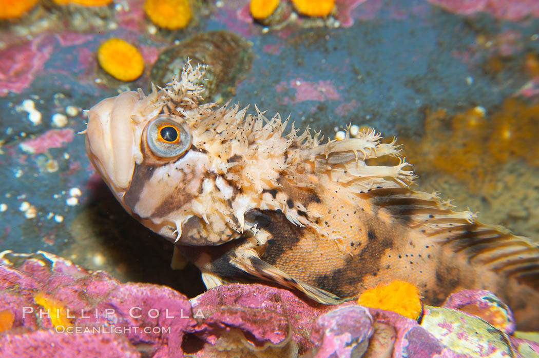 Decorated warbonnet.  The elaborate cirri on the warbonnets head may help to camoflage it among the rocks and crevices that it inhabits., Chirolophis decoratus, natural history stock photograph, photo id 13705