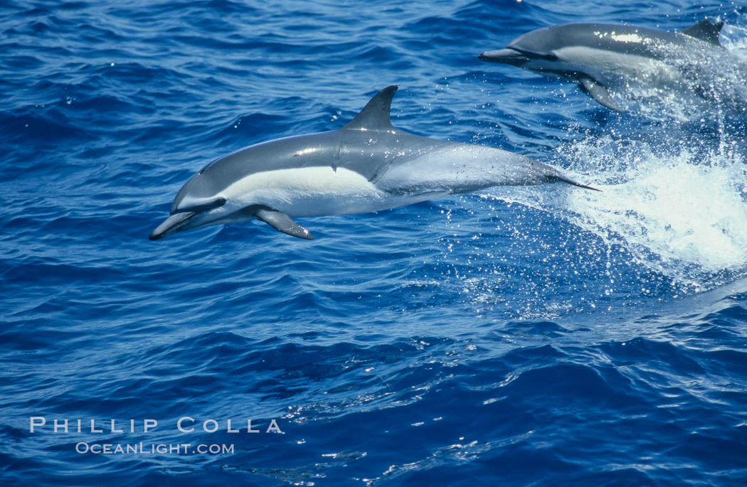 Common dolphin leaping (porpoising), Delphinus delphis, San Diego, California