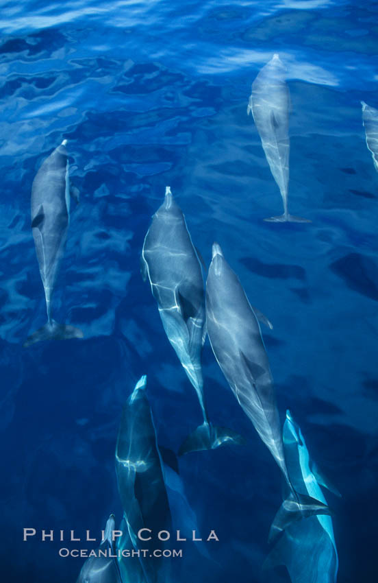 Common dolphin, Delphinus delphis, San Diego, California