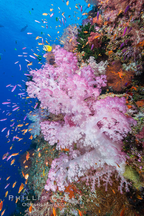 Colorful Dendronephthya soft coral and schooling Anthias fish on coral reef, Fiji. Vatu I Ra Passage, Bligh Waters, Viti Levu  Island, Dendronephthya, Pseudanthias, natural history stock photograph, photo id 31349