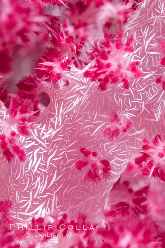 Dendronephthya soft coral detail including polyps and calcium carbonate spicules, Fiji., Dendronephthya, natural history stock photograph, photo id 34810