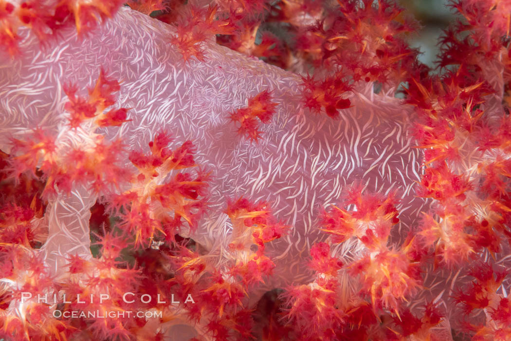 Dendronephthya soft coral detail including polyps and calcium carbonate spicules, Fiji., Dendronephthya, natural history stock photograph, photo id 34886