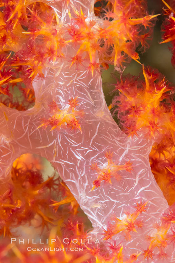Dendronephthya soft coral detail including polyps and calcium carbonate spicules, Fiji., Dendronephthya, natural history stock photograph, photo id 34744