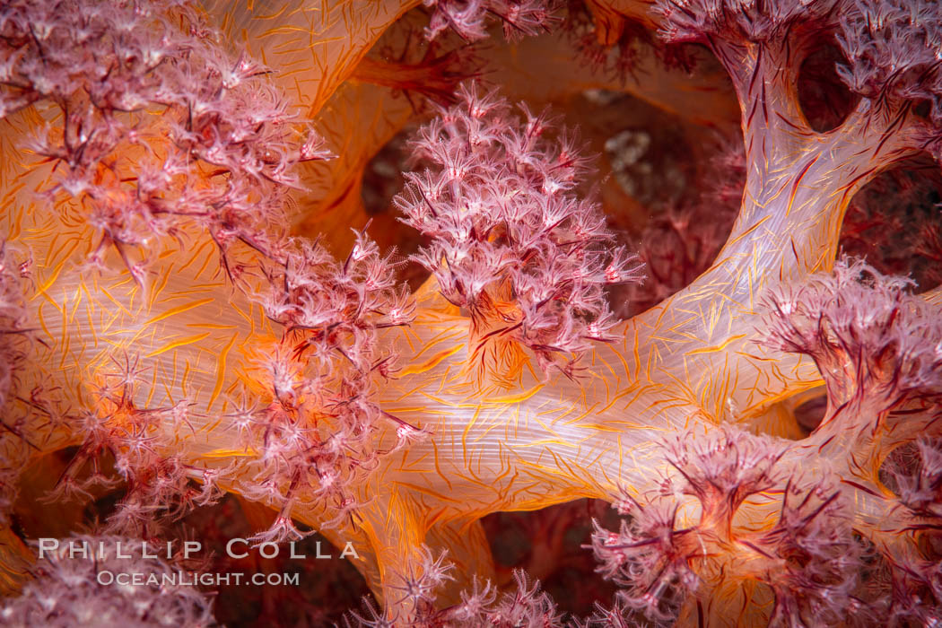 Dendronephthya soft coral detail including polyps and calcium carbonate spicules, Fiji, Dendronephthya, Namena Marine Reserve, Namena Island