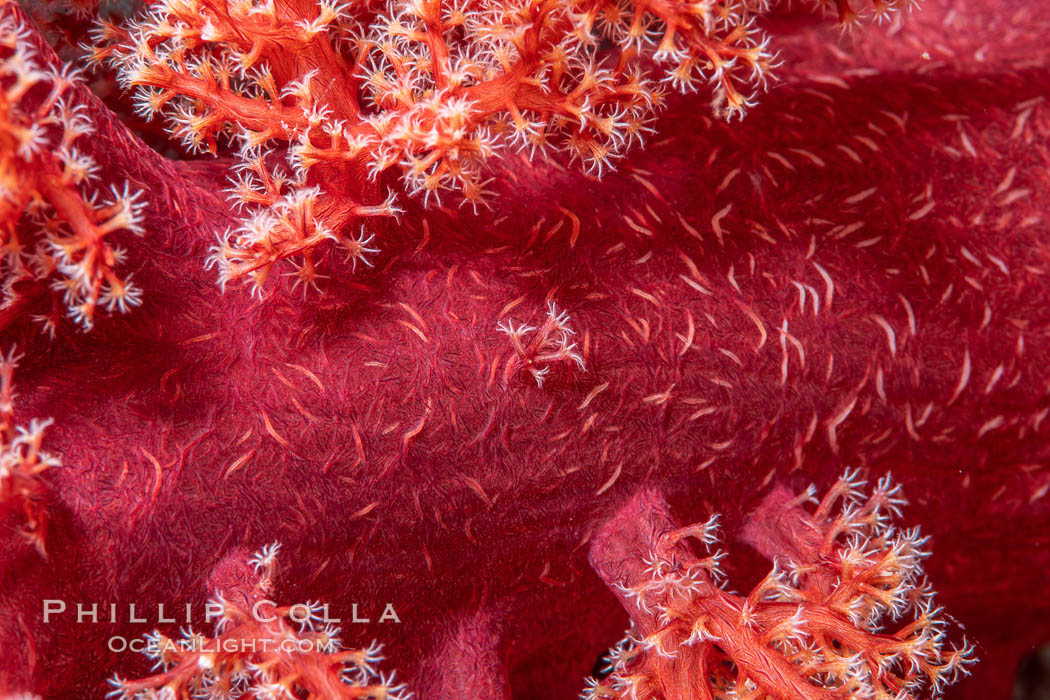 Dendronephthya soft coral detail including polyps and calcium carbonate spicules, Fiji. Namena Marine Reserve, Namena Island, Dendronephthya, natural history stock photograph, photo id 35003