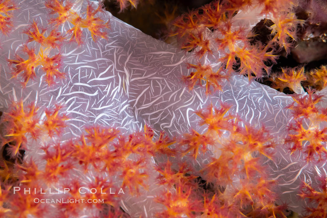 Dendronephthya soft coral detail including polyps and calcium carbonate spicules, Fiji., Dendronephthya, natural history stock photograph, photo id 34873
