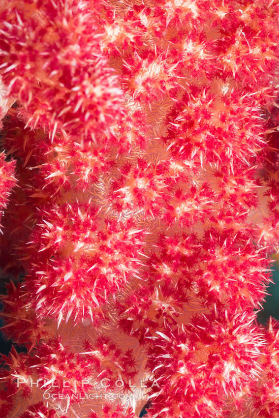 Dendronephthya soft coral detail including polyps and calcium carbonate spicules, Fiji. Makogai Island, Lomaiviti Archipelago, Dendronephthya, natural history stock photograph, photo id 31784