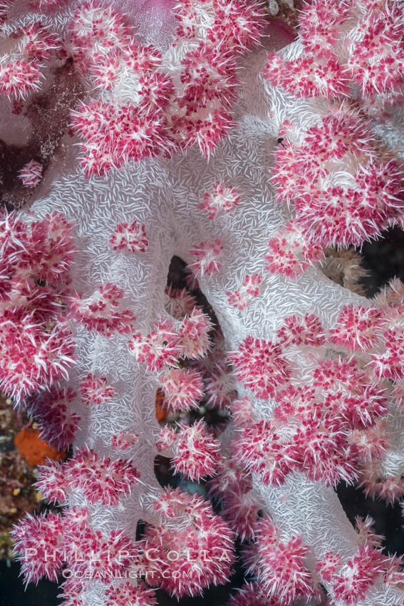 Dendronephthya soft coral detail including polyps and calcium carbonate spicules, Fiji. Makogai Island, Lomaiviti Archipelago, Dendronephthya, natural history stock photograph, photo id 31788