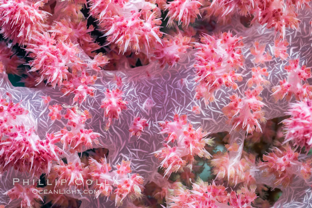 Dendronephthya soft coral detail including polyps and calcium carbonate spicules, Fiji. Makogai Island, Lomaiviti Archipelago, Dendronephthya, natural history stock photograph, photo id 31455