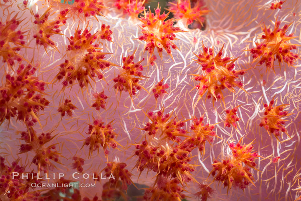 Dendronephthya soft coral detail including polyps and calcium carbonate spicules, Fiji, Dendronephthya, Makogai Island, Lomaiviti Archipelago