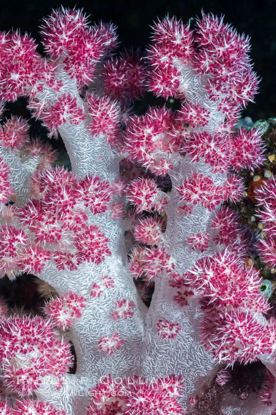 Dendronephthya soft coral detail including polyps and calcium carbonate spicules, Fiji. Makogai Island, Lomaiviti Archipelago, Dendronephthya, natural history stock photograph, photo id 31789