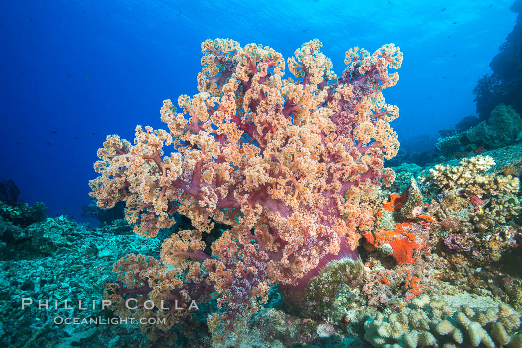 A Large Dendronephthya Soft Coral extends into ocean currents to grasp passing planktonic food, Fiji, Dendronephthya, Vatu I Ra Passage, Bligh Waters, Viti Levu  Island