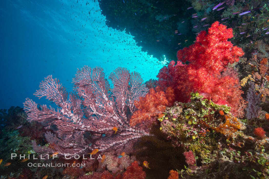 Dendronephthya soft corals and alcyonacea gorgonian sea fans, on pristine south Pacific coral reef, Fiji. Namena Marine Reserve, Namena Island, Dendronephthya, Gorgonacea, natural history stock photograph, photo id 31806