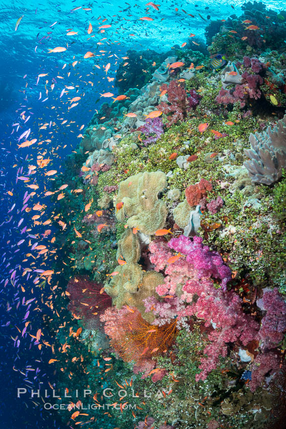 Colorful Dendronephthya soft corals and schooling Anthias fish on coral reef, Fiji. Vatu I Ra Passage, Bligh Waters, Viti Levu  Island, Dendronephthya, Pseudanthias, natural history stock photograph, photo id 31634