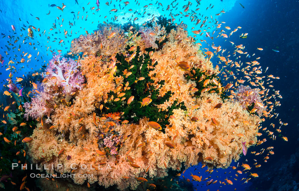 Colorful Dendronephthya soft corals and schooling Anthias fish on coral reef, Fiji, Dendronephthya, Pseudanthias, Tubastrea micrantha, Vatu I Ra Passage, Bligh Waters, Viti Levu  Island