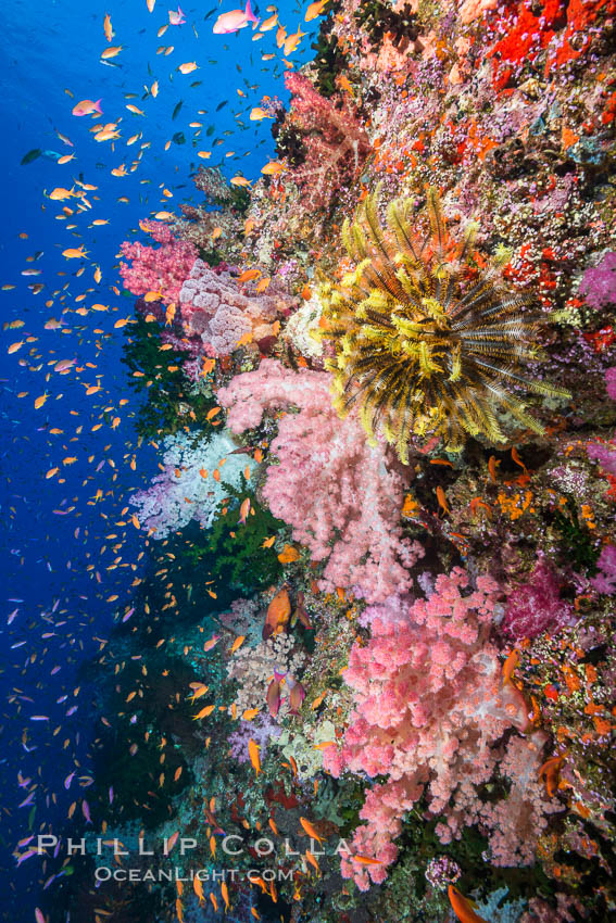 Colorful Dendronephthya soft corals and schooling Anthias fish on coral reef, Fiji. Vatu I Ra Passage, Bligh Waters, Viti Levu  Island, Crinoidea, Dendronephthya, Pseudanthias, natural history stock photograph, photo id 31648