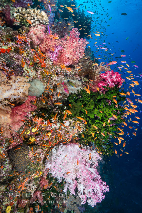Colorful Dendronephthya soft corals and schooling Anthias fish on coral reef, Fiji., Dendronephthya, Pseudanthias, Tubastrea micrantha, natural history stock photograph, photo id 31647