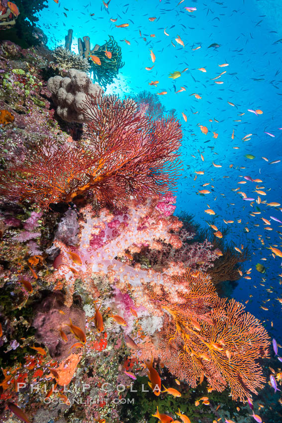 Colorful Dendronephthya soft corals and schooling Anthias fish on coral reef, Fiji. Vatu I Ra Passage, Bligh Waters, Viti Levu  Island, Dendronephthya, Pseudanthias, natural history stock photograph, photo id 31465