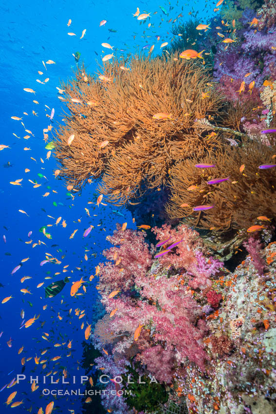 Colorful Dendronephthya soft corals, Black coral and schooling Anthias fish on coral reef, Fiji. Vatu I Ra Passage, Bligh Waters, Viti Levu  Island, Dendronephthya, Pseudanthias, natural history stock photograph, photo id 31464