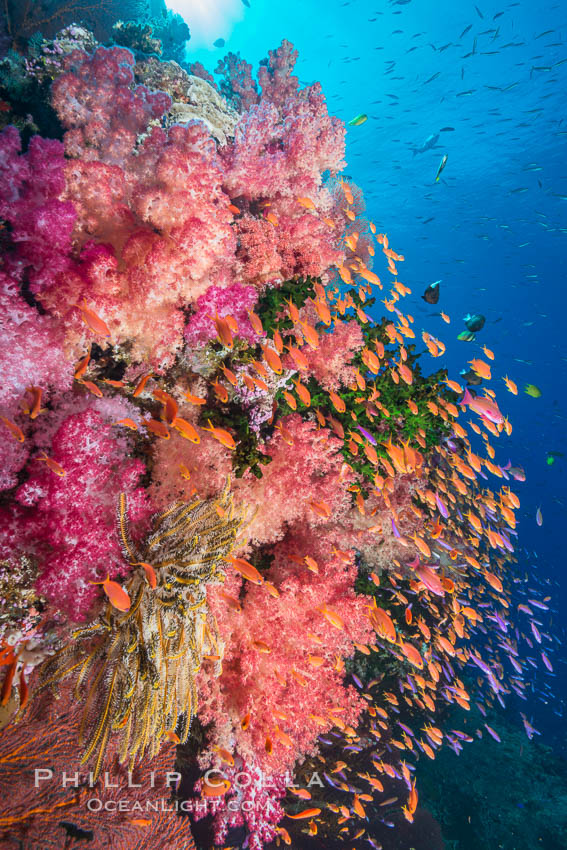 Vibrant Dendronephthya soft corals, green fan coral and schooling Anthias fish on coral reef, Fiji. Vatu I Ra Passage, Bligh Waters, Viti Levu  Island, Dendronephthya, Pseudanthias, Tubastrea micrantha, natural history stock photograph, photo id 31354