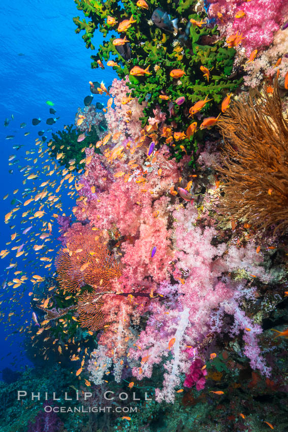 Vibrant Dendronephthya soft corals, green fan coral and schooling Anthias fish on coral reef, Fiji. Vatu I Ra Passage, Bligh Waters, Viti Levu  Island, Dendronephthya, Pseudanthias, natural history stock photograph, photo id 31650