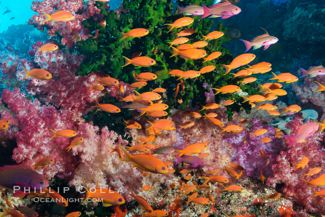 Vibrant Dendronephthya soft corals, green fan coral and schooling Anthias fish on coral reef, Fiji. Vatu I Ra Passage, Bligh Waters, Viti Levu  Island, Dendronephthya, Pseudanthias, natural history stock photograph, photo id 31468