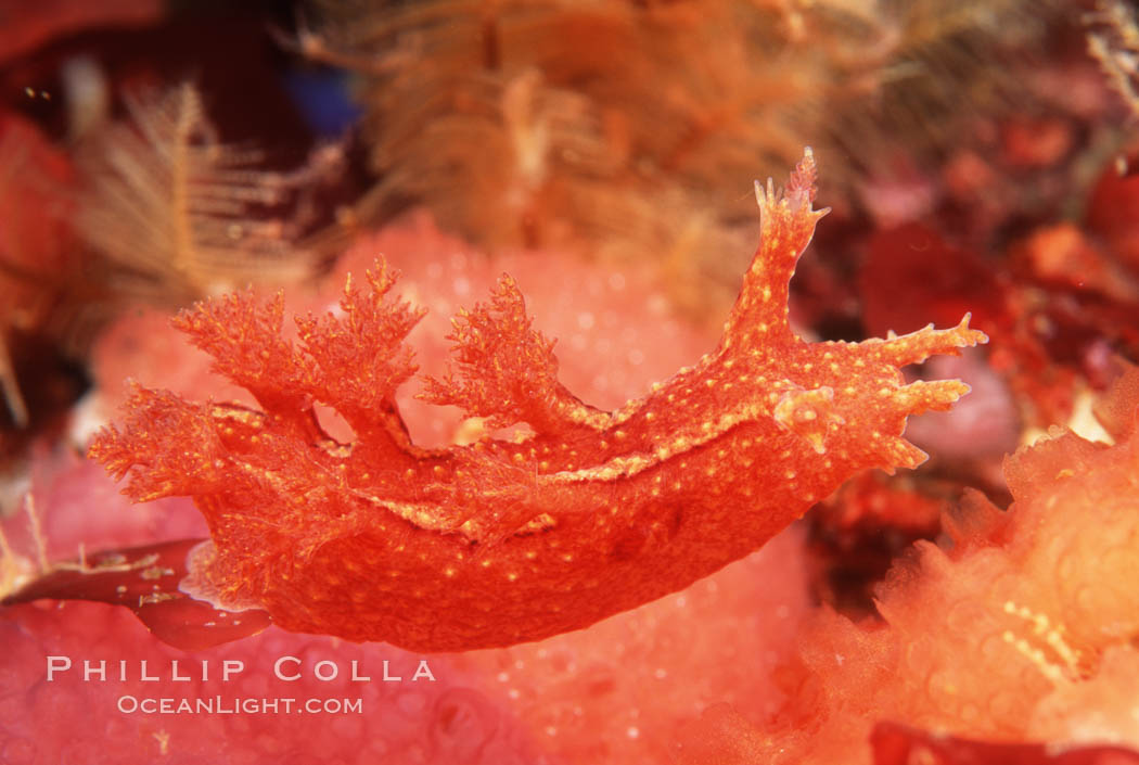 Nudibranch. San Miguel Island, California, USA, Dendronotus, natural history stock photograph, photo id 05287
