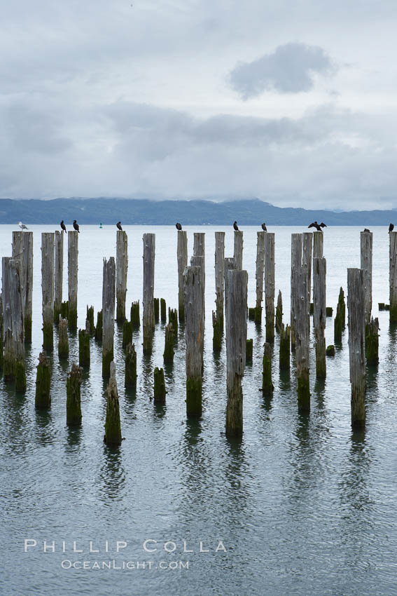 Derelict pilings, remnants of long abandoned piers. Columbia River, Astoria, Oregon, USA, natural history stock photograph, photo id 19386