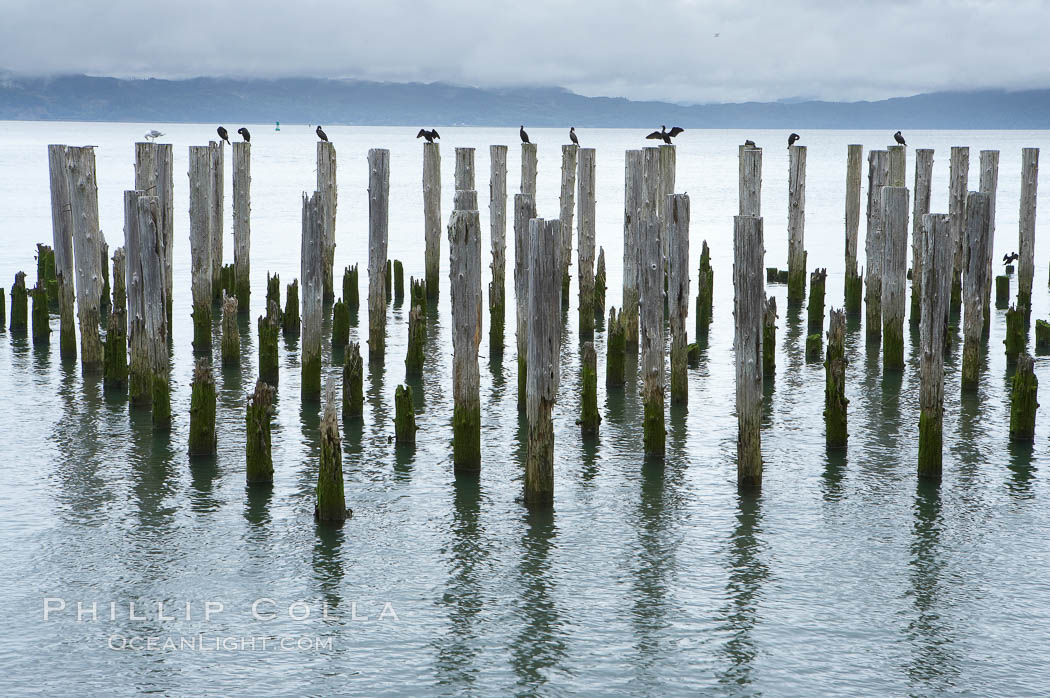 Derelict pilings, remnants of long abandoned piers. Columbia River, Astoria, Oregon, USA, natural history stock photograph, photo id 19384