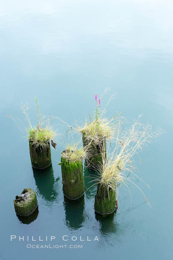 Derelict pilings, remnants of long abandoned piers. Columbia River, Astoria, Oregon, USA, natural history stock photograph, photo id 19383