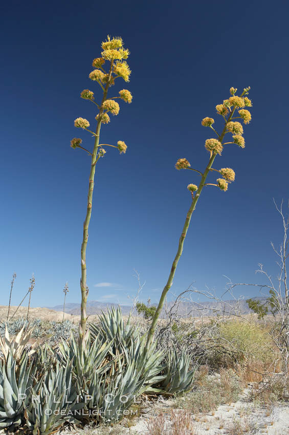 Desert agave, also known as the Century Plant, blooms in spring in Anza-Borrego Desert State Park. Desert agave is the only agave species to be found on the rocky slopes and flats bordering the Coachella Valley. It occurs over a wide range of elevations from 500 to over 4,000.  It is called century plant in reference to the amount of time it takes it to bloom. This can be anywhere from 5 to 20 years. They send up towering flower stalks that can approach 15 feet in height. Sending up this tremendous display attracts a variety of pollinators including bats, hummingbirds, bees, moths and other insects and nectar-eating birds., Agave deserti, natural history stock photograph, photo id 11550