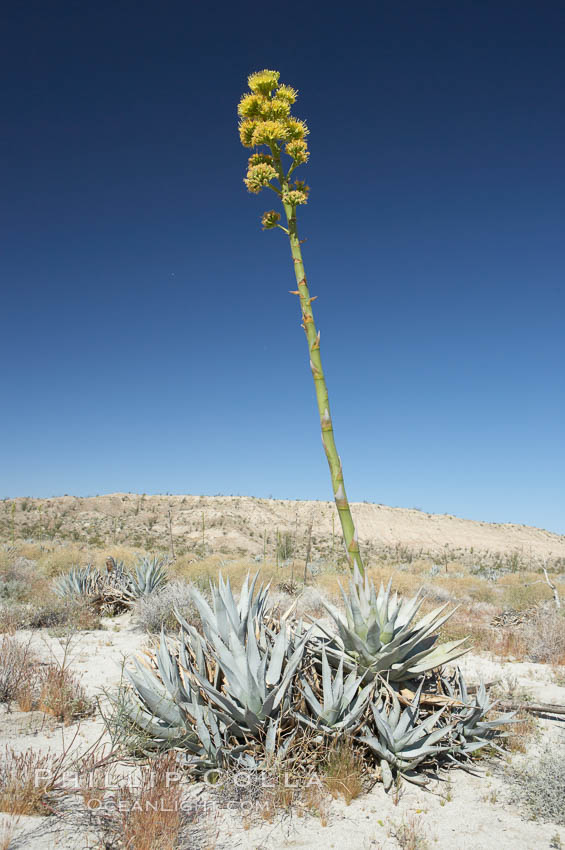 Desert agave, also known as the Century Plant, blooms in spring in Anza-Borrego Desert State Park. Desert agave is the only agave species to be found on the rocky slopes and flats bordering the Coachella Valley. It occurs over a wide range of elevations from 500 to over 4,000.  It is called century plant in reference to the amount of time it takes it to bloom. This can be anywhere from 5 to 20 years. They send up towering flower stalks that can approach 15 feet in height. Sending up this tremendous display attracts a variety of pollinators including bats, hummingbirds, bees, moths and other insects and nectar-eating birds., Agave deserti, natural history stock photograph, photo id 11582