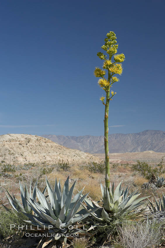Desert agave, also known as the Century Plant, blooms in spring in Anza-Borrego Desert State Park. Desert agave is the only agave species to be found on the rocky slopes and flats bordering the Coachella Valley. It occurs over a wide range of elevations from 500 to over 4,000.  It is called century plant in reference to the amount of time it takes it to bloom. This can be anywhere from 5 to 20 years. They send up towering flower stalks that can approach 15 feet in height. Sending up this tremendous display attracts a variety of pollinators including bats, hummingbirds, bees, moths and other insects and nectar-eating birds., Agave deserti, natural history stock photograph, photo id 11579