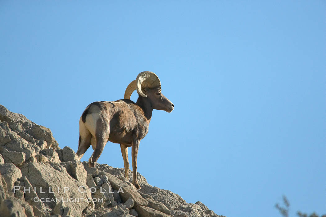 Desert bighorn sheep, male ram.  The desert bighorn sheep occupies dry, rocky mountain ranges in the Mojave and Sonoran desert regions of California, Nevada and Mexico.  The desert bighorn sheep is highly endangered in the United States, having a population of only about 4000 individuals, and is under survival pressure due to habitat loss, disease, over-hunting, competition with livestock, and human encroachment., Ovis canadensis nelsoni, natural history stock photograph, photo id 14658
