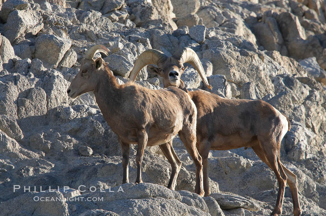 Desert bighorn sheep, male ram and female ewe.  The desert bighorn sheep occupies dry, rocky mountain ranges in the Mojave and Sonoran desert regions of California, Nevada and Mexico.  The desert bighorn sheep is highly endangered in the United States, having a population of only about 4000 individuals, and is under survival pressure due to habitat loss, disease, over-hunting, competition with livestock, and human encroachment., Ovis canadensis nelsoni, natural history stock photograph, photo id 14666
