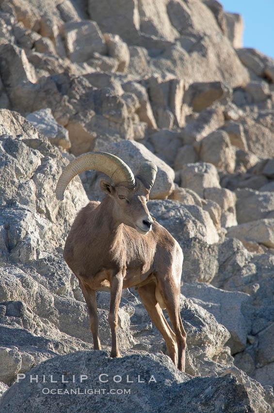 Desert bighorn sheep, male ram.  The desert bighorn sheep occupies dry, rocky mountain ranges in the Mojave and Sonoran desert regions of California, Nevada and Mexico.  The desert bighorn sheep is highly endangered in the United States, having a population of only about 4000 individuals, and is under survival pressure due to habitat loss, disease, over-hunting, competition with livestock, and human encroachment., Ovis canadensis nelsoni, natural history stock photograph, photo id 14674