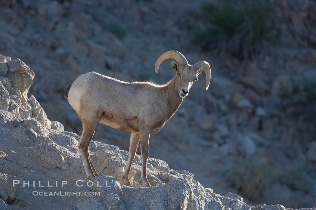 Desert bighorn sheep, young/immature male ram.  The desert bighorn sheep occupies dry, rocky mountain ranges in the Mojave and Sonoran desert regions of California, Nevada and Mexico.  The desert bighorn sheep is highly endangered in the United States, having a population of only about 4000 individuals, and is under survival pressure due to habitat loss, disease, over-hunting, competition with livestock, and human encroachment., Ovis canadensis nelsoni, natural history stock photograph, photo id 14652