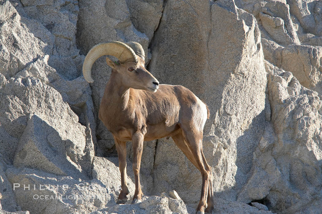 Desert bighorn sheep, male ram.  The desert bighorn sheep occupies dry, rocky mountain ranges in the Mojave and Sonoran desert regions of California, Nevada and Mexico.  The desert bighorn sheep is highly endangered in the United States, having a population of only about 4000 individuals, and is under survival pressure due to habitat loss, disease, over-hunting, competition with livestock, and human encroachment., Ovis canadensis nelsoni, natural history stock photograph, photo id 14660