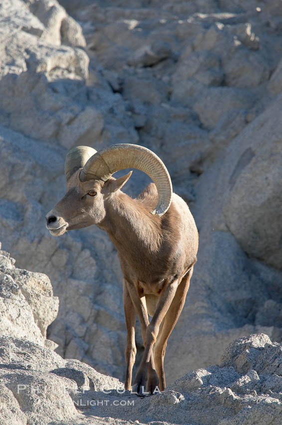 Desert bighorn sheep, male ram.  The desert bighorn sheep occupies dry, rocky mountain ranges in the Mojave and Sonoran desert regions of California, Nevada and Mexico.  The desert bighorn sheep is highly endangered in the United States, having a population of only about 4000 individuals, and is under survival pressure due to habitat loss, disease, over-hunting, competition with livestock, and human encroachment., Ovis canadensis nelsoni, natural history stock photograph, photo id 14672