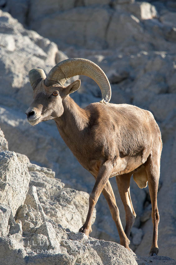 Desert bighorn sheep, male ram.  The desert bighorn sheep occupies dry, rocky mountain ranges in the Mojave and Sonoran desert regions of California, Nevada and Mexico.  The desert bighorn sheep is highly endangered in the United States, having a population of only about 4000 individuals, and is under survival pressure due to habitat loss, disease, over-hunting, competition with livestock, and human encroachment., Ovis canadensis nelsoni, natural history stock photograph, photo id 14651