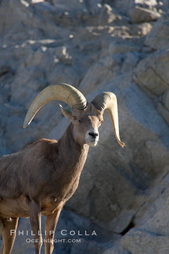 Desert bighorn sheep, male ram.  The desert bighorn sheep occupies dry, rocky mountain ranges in the Mojave and Sonoran desert regions of California, Nevada and Mexico.  The desert bighorn sheep is highly endangered in the United States, having a population of only about 4000 individuals, and is under survival pressure due to habitat loss, disease, over-hunting, competition with livestock, and human encroachment., Ovis canadensis nelsoni, natural history stock photograph, photo id 14655