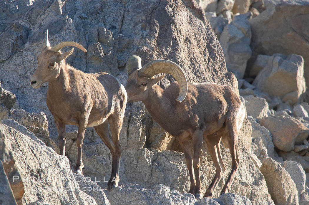 Desert bighorn sheep, male ram and female ewe.  The desert bighorn sheep occupies dry, rocky mountain ranges in the Mojave and Sonoran desert regions of California, Nevada and Mexico.  The desert bighorn sheep is highly endangered in the United States, having a population of only about 4000 individuals, and is under survival pressure due to habitat loss, disease, over-hunting, competition with livestock, and human encroachment., Ovis canadensis nelsoni, natural history stock photograph, photo id 14663