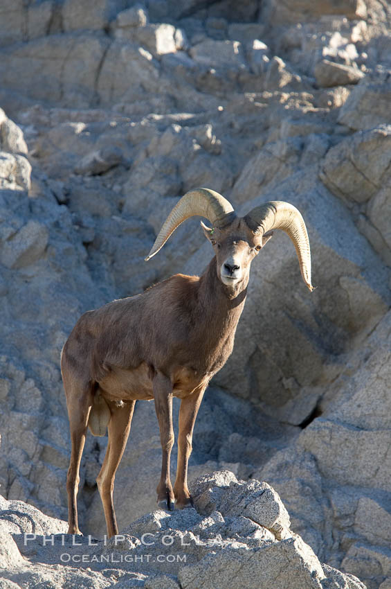 Desert bighorn sheep, male ram.  The desert bighorn sheep occupies dry, rocky mountain ranges in the Mojave and Sonoran desert regions of California, Nevada and Mexico.  The desert bighorn sheep is highly endangered in the United States, having a population of only about 4000 individuals, and is under survival pressure due to habitat loss, disease, over-hunting, competition with livestock, and human encroachment., Ovis canadensis nelsoni, natural history stock photograph, photo id 14671