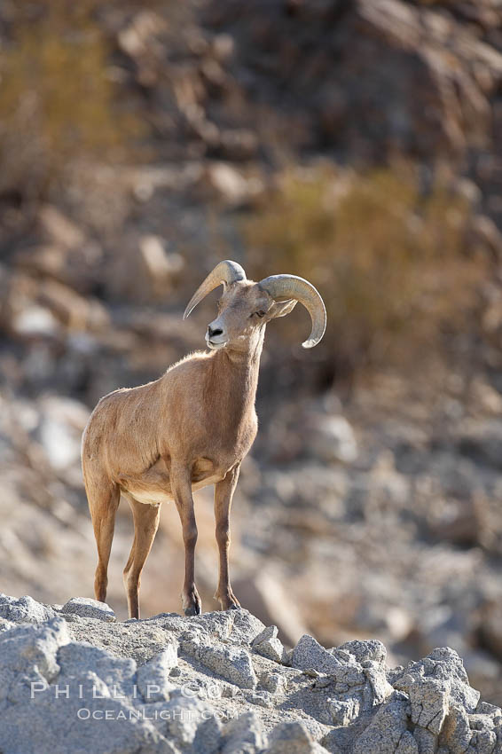 Desert bighorn sheep.  The desert bighorn sheep occupies dry, rocky mountain ranges in the Mojave and Sonoran desert regions of California, Nevada and Mexico.  The desert bighorn sheep is highly endangered in the United States, having a population of only about 4000 individuals, and is under survival pressure due to habitat loss, disease, over-hunting, competition with livestock, and human encroachment., Ovis canadensis nelsoni, natural history stock photograph, photo id 17943