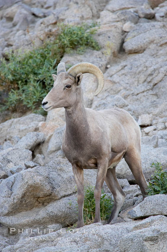 Desert bighorn sheep, young/immature male ram.  The desert bighorn sheep occupies dry, rocky mountain ranges in the Mojave and Sonoran desert regions of California, Nevada and Mexico.  The desert bighorn sheep is highly endangered in the United States, having a population of only about 4000 individuals, and is under survival pressure due to habitat loss, disease, over-hunting, competition with livestock, and human encroachment., Ovis canadensis nelsoni, natural history stock photograph, photo id 14657