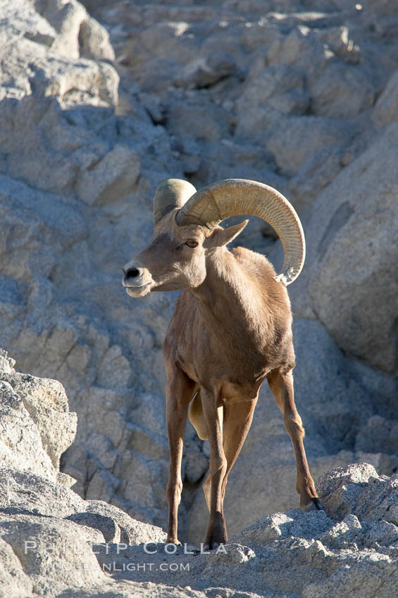Desert bighorn sheep, male ram.  The desert bighorn sheep occupies dry, rocky mountain ranges in the Mojave and Sonoran desert regions of California, Nevada and Mexico.  The desert bighorn sheep is highly endangered in the United States, having a population of only about 4000 individuals, and is under survival pressure due to habitat loss, disease, over-hunting, competition with livestock, and human encroachment., Ovis canadensis nelsoni, natural history stock photograph, photo id 14661