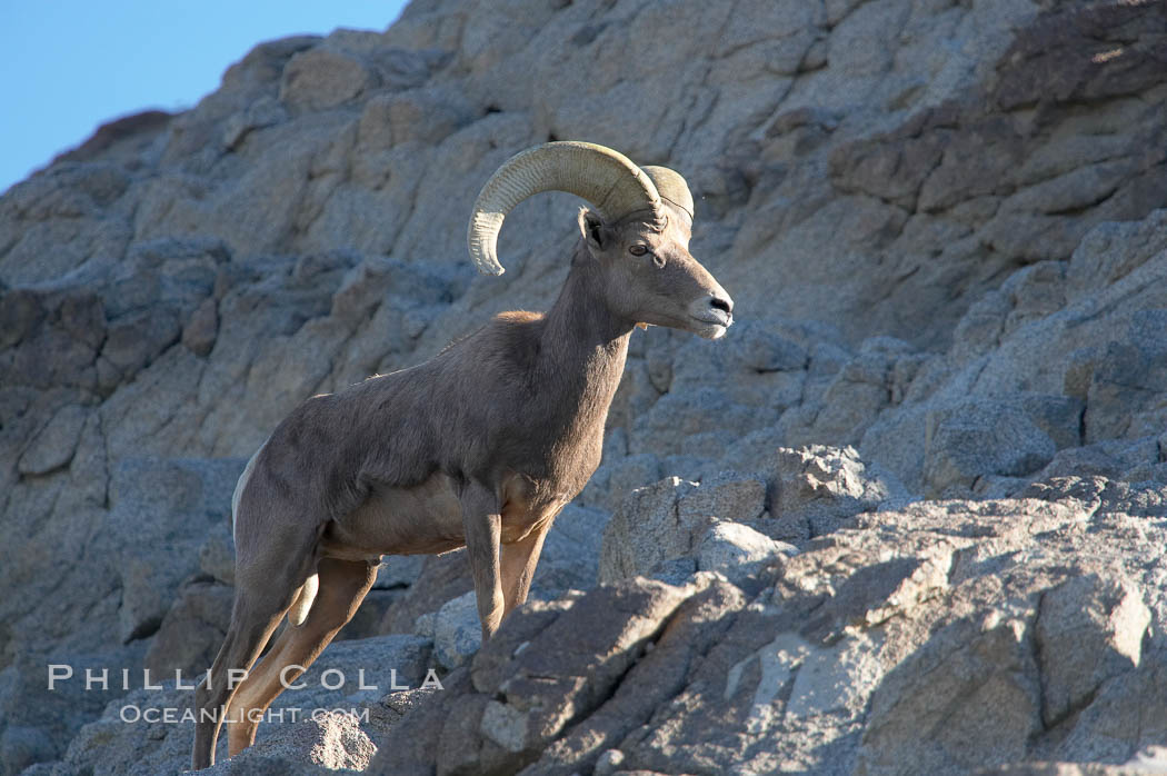 Desert bighorn sheep, male ram.  The desert bighorn sheep occupies dry, rocky mountain ranges in the Mojave and Sonoran desert regions of California, Nevada and Mexico.  The desert bighorn sheep is highly endangered in the United States, having a population of only about 4000 individuals, and is under survival pressure due to habitat loss, disease, over-hunting, competition with livestock, and human encroachment., Ovis canadensis nelsoni, natural history stock photograph, photo id 14673